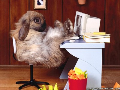 rabbit-Fredrik.at-work_27077171.jpg